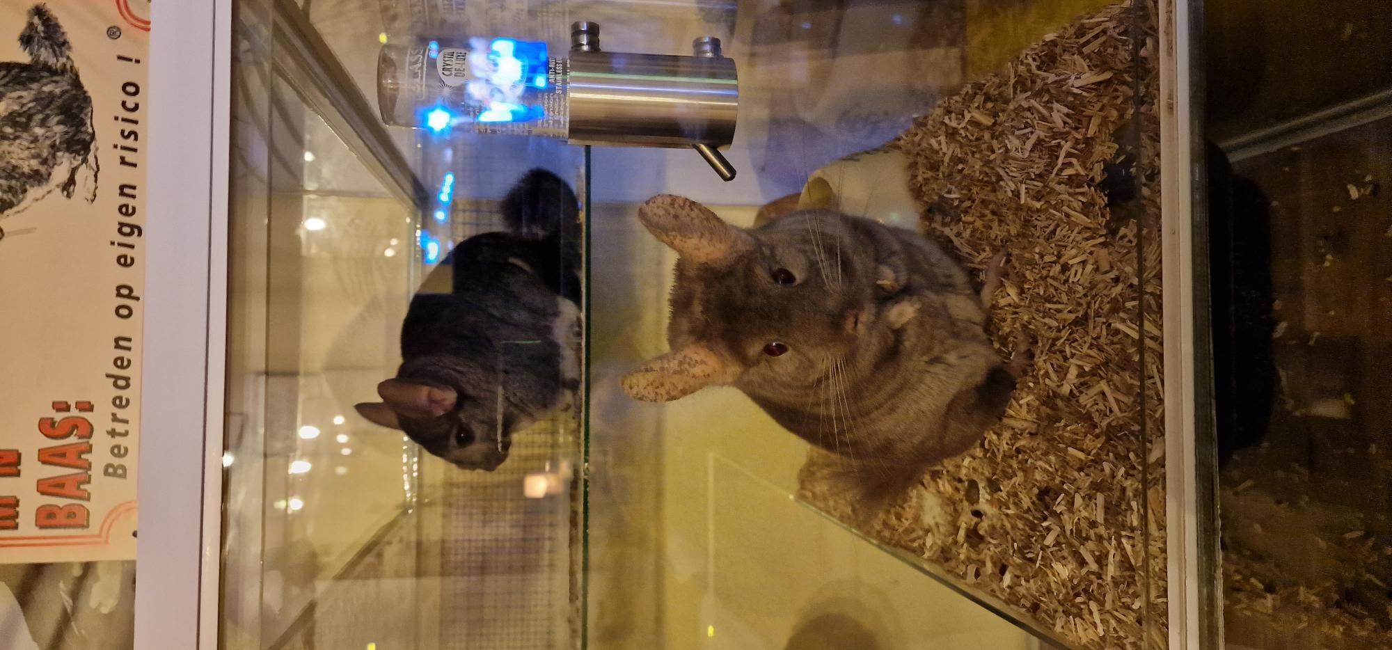 Chinchilla's in een Chinchilla Terrarium van glas